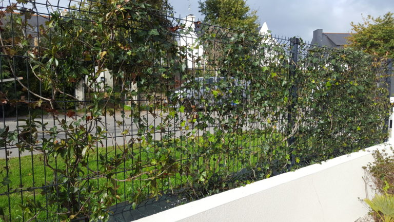 Rideau végétale Concarneau